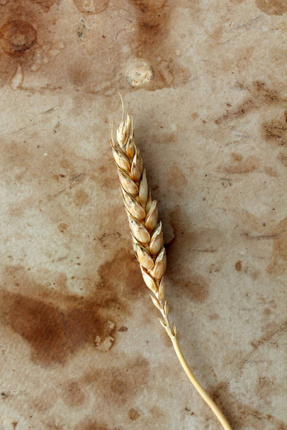 wheat ears on vintage paper background - Photo, Image