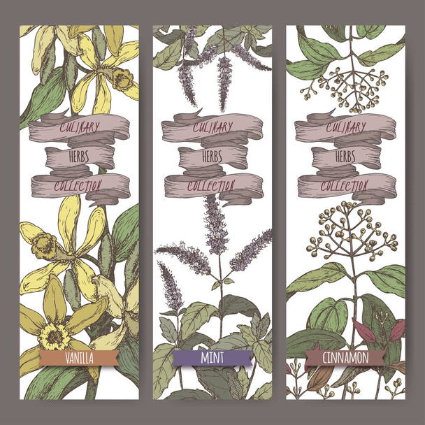 Conjunto de três banners vetoriais coloridos com hortelã, baunilha, canela esboço. Coleta de ervas culinárias
. - Vetor, Imagem