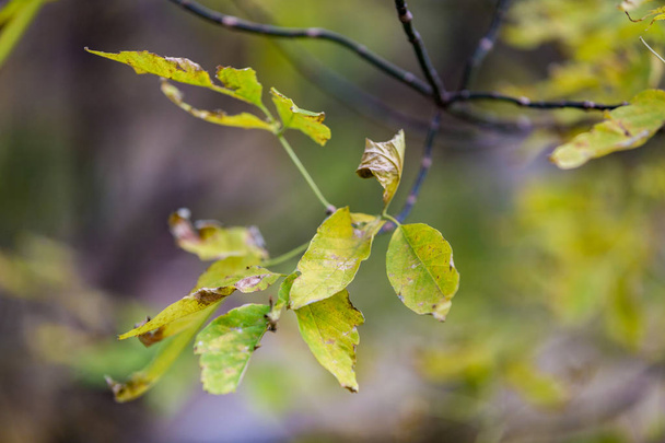 Yellow autumn trees - Foto, afbeelding