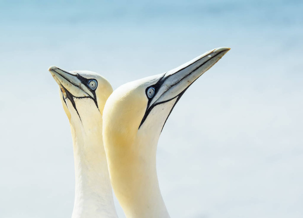 Közeli kép a két északi gannets, Morus bassanus - Fotó, kép