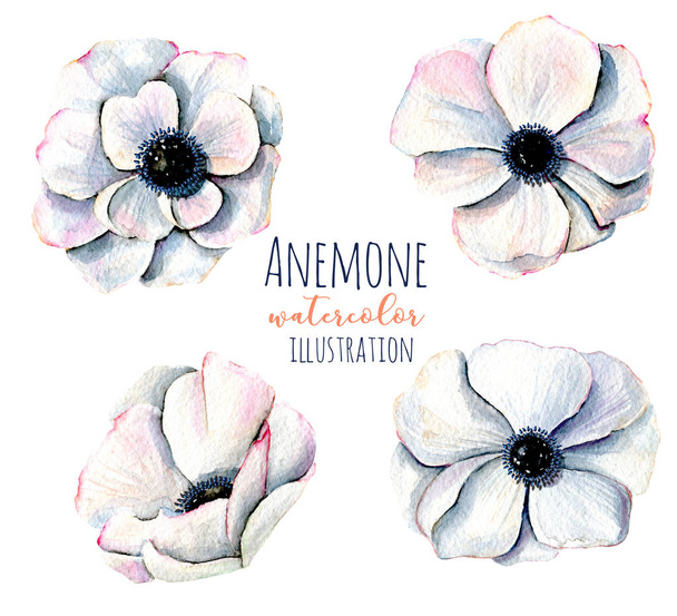 Watercolor white anemone flowers illustrations - Photo, Image