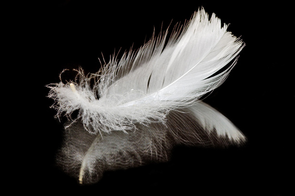 Feather on black - Foto, imagen