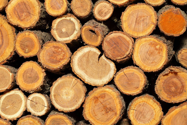 sawn folded logs - Photo, Image