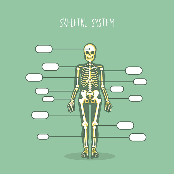 Human Anatomical Skeleton Set Vector - Vector, Image