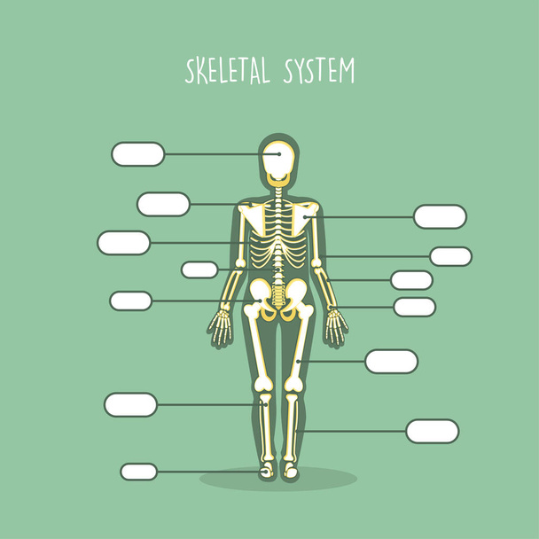 Esqueleto anatómico humano conjunto vector
 - Vector, Imagen