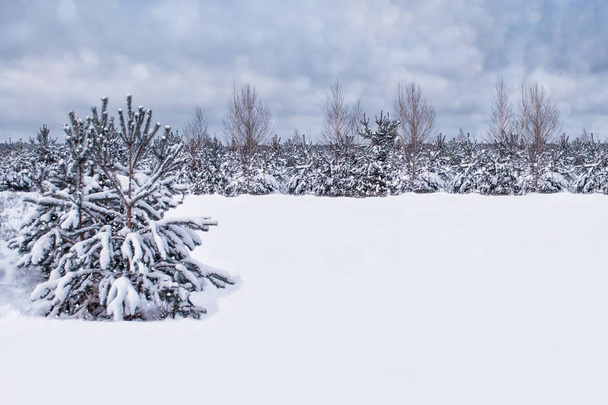  Floresta de inverno congelada com árvores cobertas de neve. - Foto, Imagem