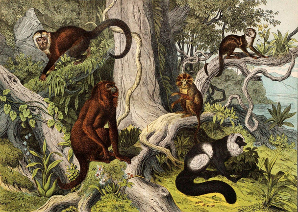 Mamíferos. Monos en la naturaleza
. - Foto, Imagen