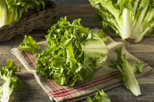 Raw Green Organic Escarole Lettuce - Foto, Imagen
