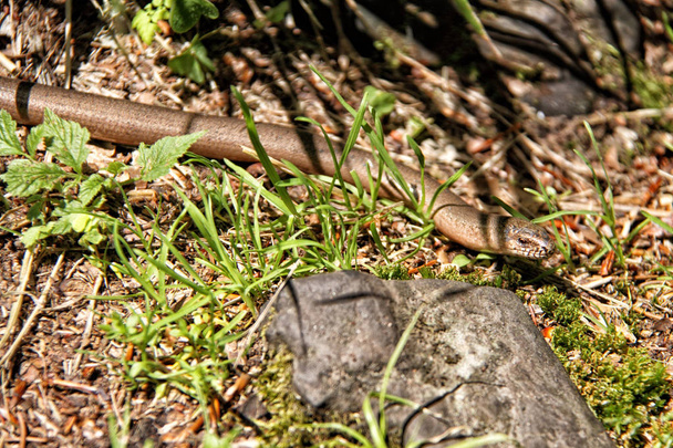 Медленный червь в траве у скалы
 - Фото, изображение
