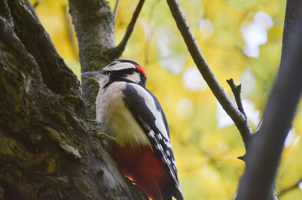 Great spotted woodpecker on tree in autumn golden forest - Photo, Image