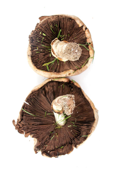 brown mushroom photograped in studio - Zdjęcie, obraz