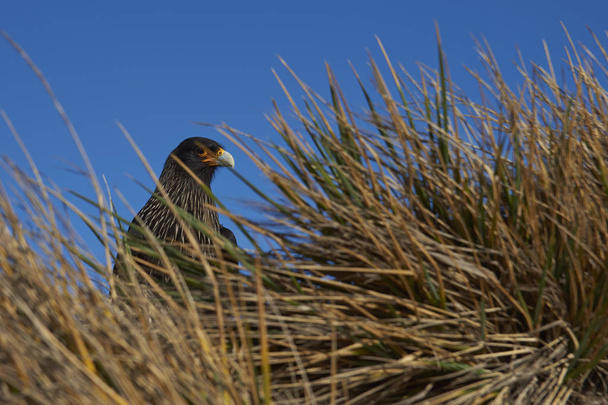 Ударний Каракара (Phalcoboenus australis) у соковій траві на узбережжі острова Морський Лев на Фолклендських островах.. - Фото, зображення