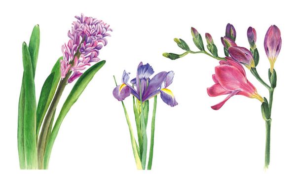 botanische Aquarell-Illustration von Hyazinthe, Freesien und Iris auf weißem Hintergrund. könnte für Webdesign, Polygraphie oder Textilblumen verwendet werden - Foto, Bild