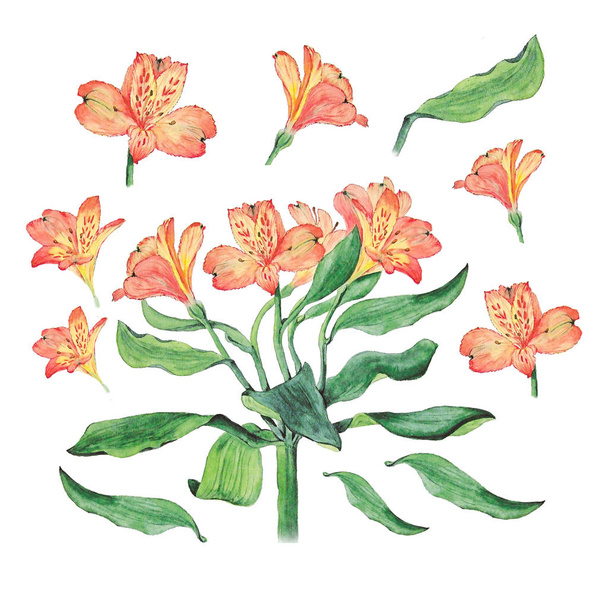 Botanical watercolor illustration of alstroemeria flowers isolated on white background - Photo, Image