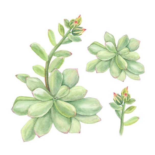 Botanical watercolor illustration of succulent echeveria with branch of flowers on white background - Foto, Imagen