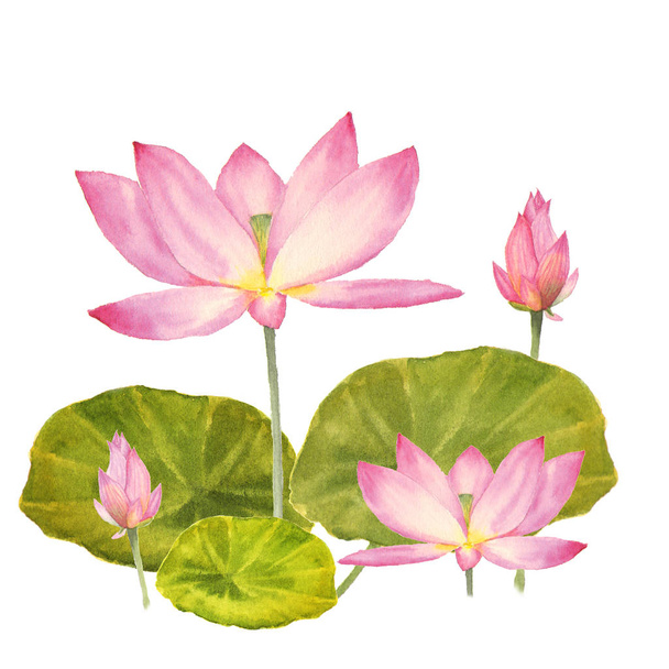Botanical watercolor illustration of water lilies on white background - Fotografie, Obrázek