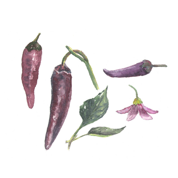 Ботанічна акварельна ілюстрація набору перцю, квітки, листя та овочі ізольовані на білому тлі
 - Фото, зображення