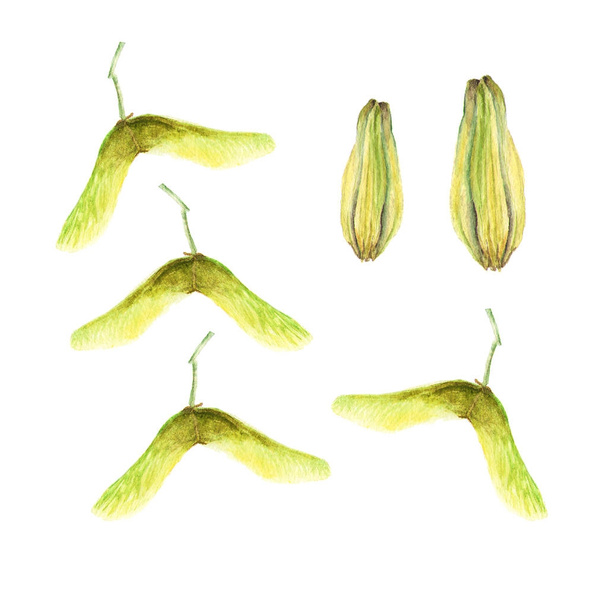 Ботаническая акварельная иллюстрация семян клена и мелких лилий, выделенных на белом фоне
 - Фото, изображение