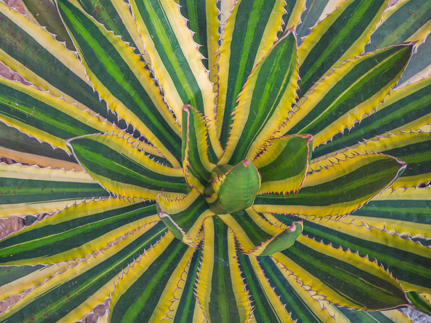 Top view , Agave americana , sentry plant - Photo, Image