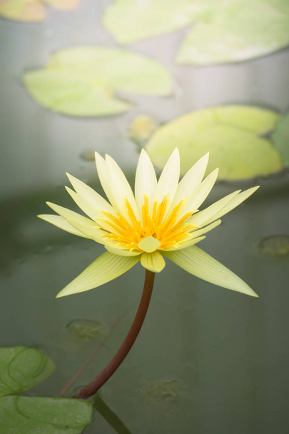 Lotus flowers blooming on the pond in summer - Foto, afbeelding