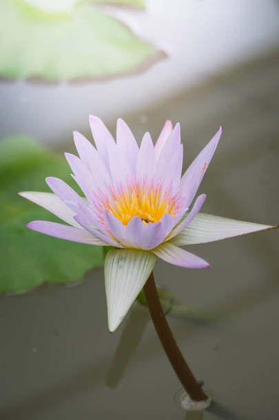 Lotus flowers blooming on the pond in summer - Фото, зображення