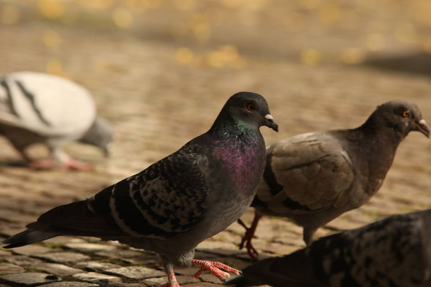 Pigeons Feeding On The Square - Photo, Image