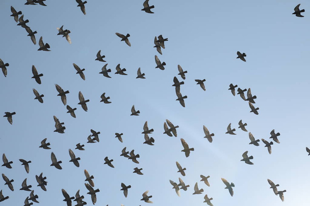 Birds in the sky - Φωτογραφία, εικόνα