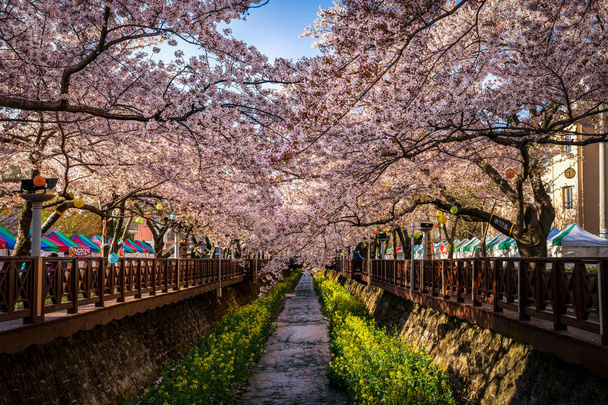 Yeojwacheon stroom in het voorjaar - Foto, afbeelding