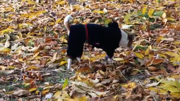 Terrier cane in abito di velluto alla ricerca di posto per la toilette
 - Filmati, video
