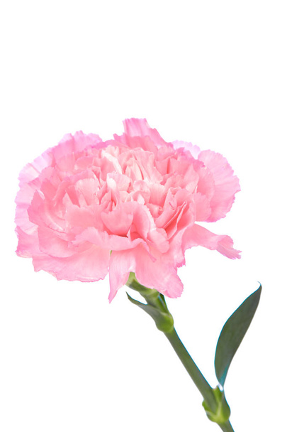 Één roze anjer - Foto, afbeelding
