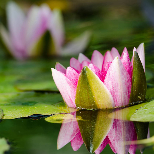 beautiful lotus flower - Фото, изображение