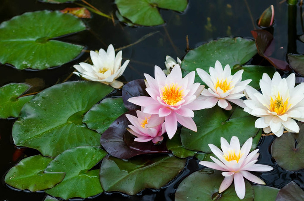 schöne Lotusblume - Foto, Bild