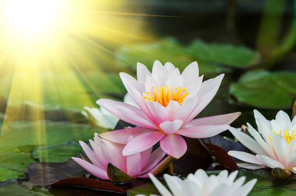 hermosa flor de loto - Foto, imagen