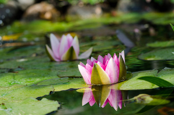 beautiful lotus flower - Photo, Image