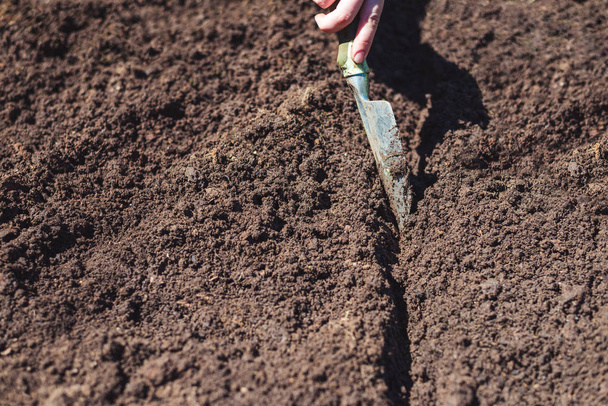 Příprava půdy pro výsadbu semen - Fotografie, Obrázek