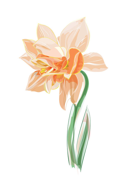 Narciso. Vários nomes comuns daffodil, daffadowndilly e jo
 - Vetor, Imagem