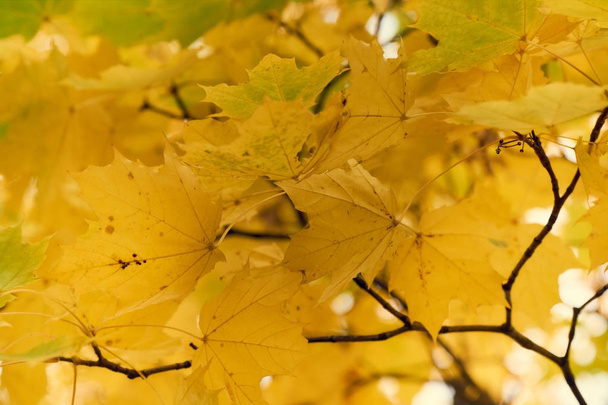 Foglie di acero giallo in autunno su uno sfondo cielo blu
 - Foto, immagini
