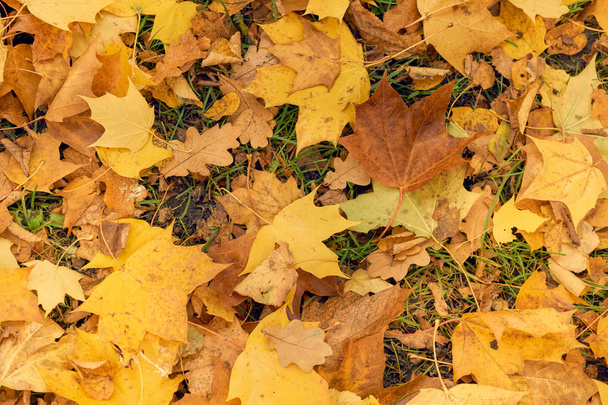 Hojas de arce amarillo en el otoño sobre un fondo de cielo azul
 - Foto, Imagen