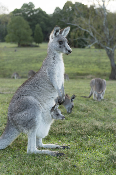 canguro salvaje en Australia - Foto, Imagen