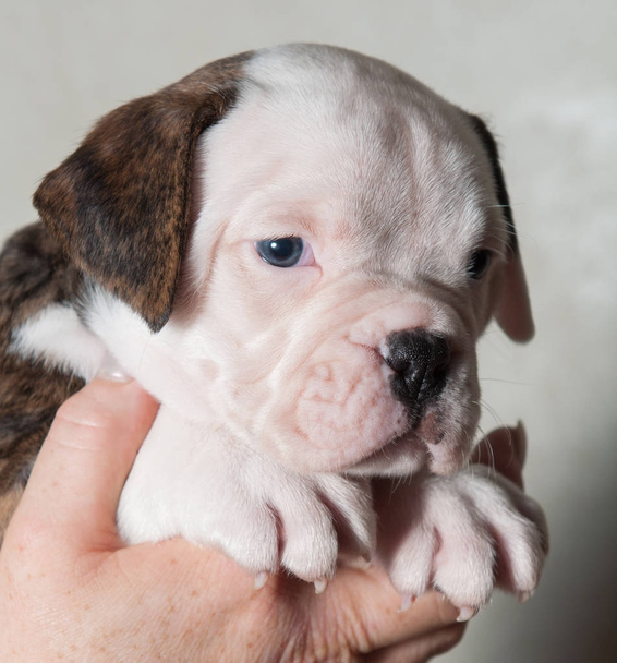 Grappige Amerikaanse Bulldog pup op handen - Foto, afbeelding