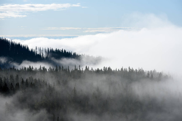 panoramisch uitzicht van bergen in mistige bos - Foto, afbeelding