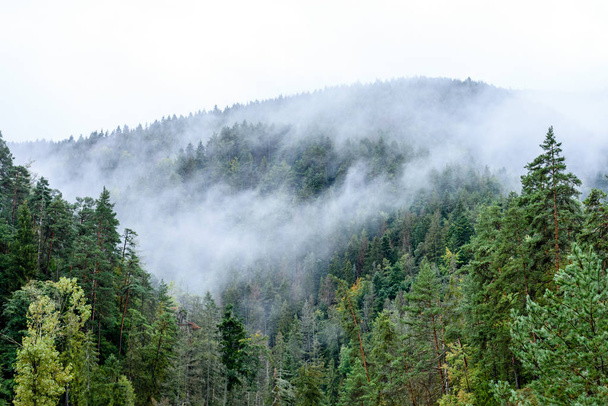 panoramic view of of mountains in misty forest - Fotografie, Obrázek