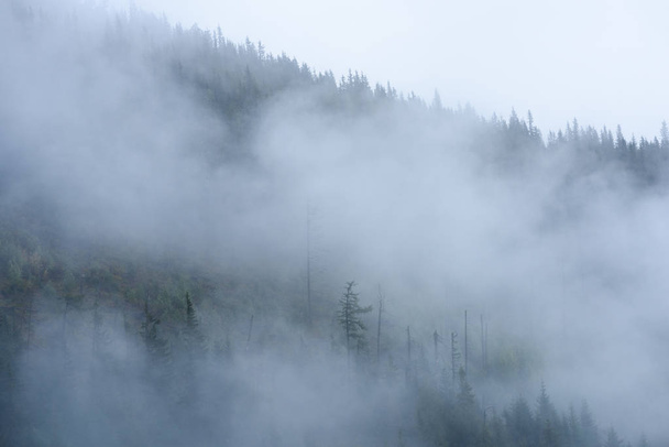 vue panoramique sur des montagnes dans forêt brumeuse
 - Photo, image