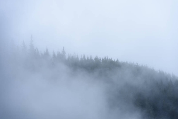 πανοραμική θέα των βουνών στο ομιχλώδες δάσος - Φωτογραφία, εικόνα