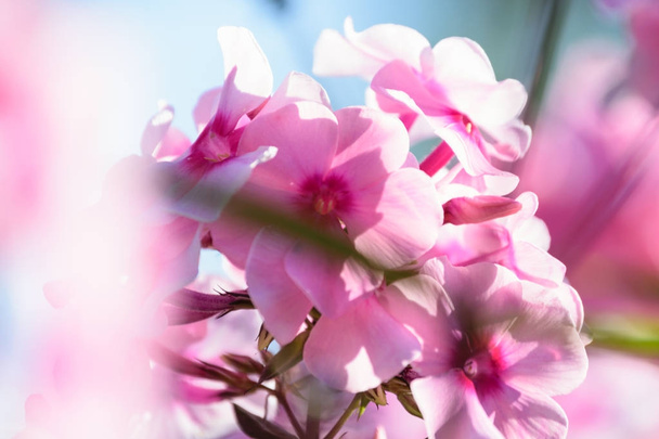 крупним планом красиві фіолетові червоні квіти з розмитим фоном
 - Фото, зображення