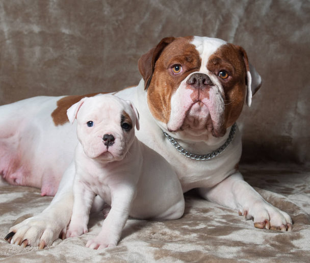 Grappige Amerikaanse Bulldog-pup met moeder - Foto, afbeelding