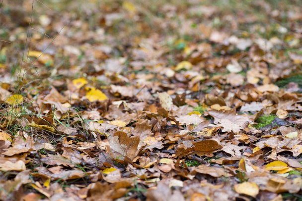 folhas de queda caídas na floresta
  - Foto, Imagem