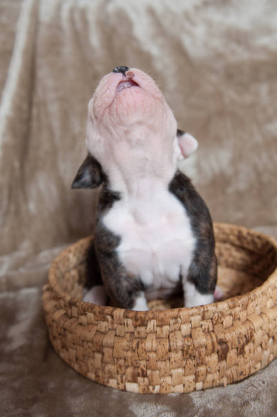 lustige amerikanische Bulldoggen Welpen - Foto, Bild