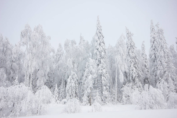 Snowly cold winter forest at winter day - 写真・画像