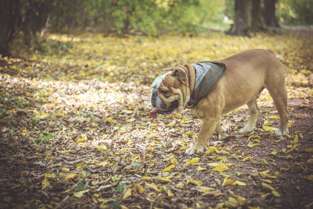 Portrait of funny English bulldog  - Photo, Image